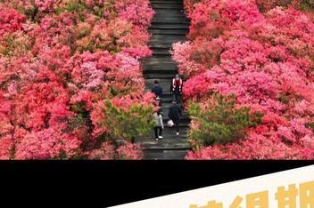 杜鹃花海 麻城龟峰山，人间四月天最值得期待的花海盛景……
